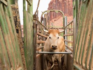 (Stuart Ruckman and James A. Martin | The Times-Independent) A Criollo cow at the Dugout Ranch in Indian Creek.